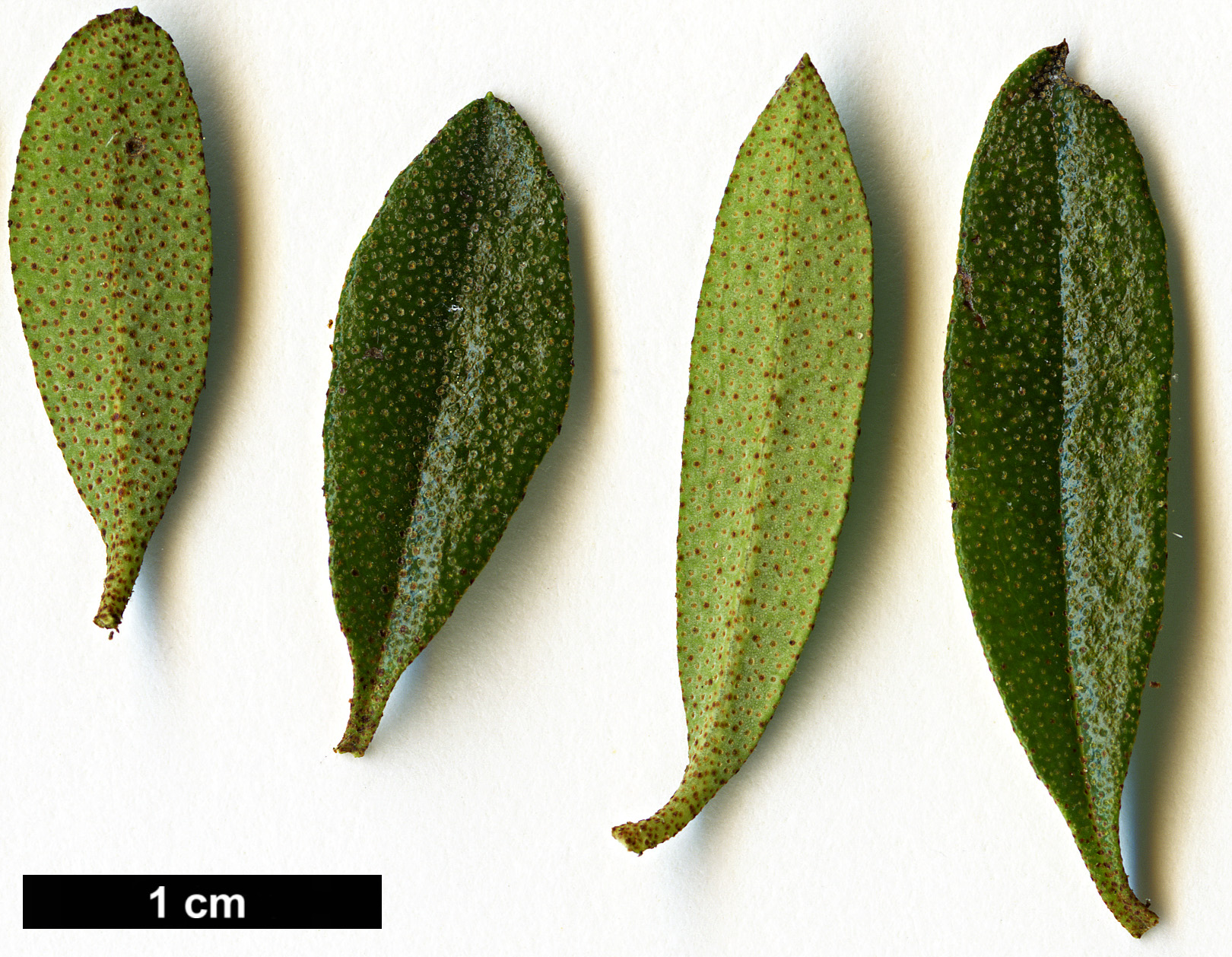 High resolution image: Family: Ericaceae - Genus: Rhododendron - Taxon: polycladum